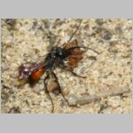 Caliadurgus fasciatellus - Wegwespe w01a 6mm mit Spinne - Sandgrube Niedringhaussee-det.jpg